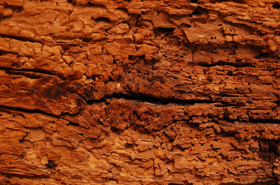 Woodworm treatment